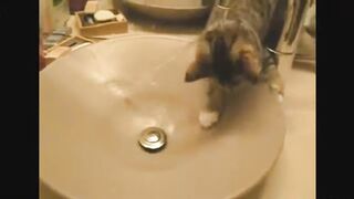 Кошки играют с водой