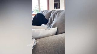 СМЕШНЫЕ ЖИВОТНЫЕ 2021/ЛУЧШИЕ ПРИКОЛЫ С КОТАМИ