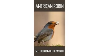 American Robin. [HD]