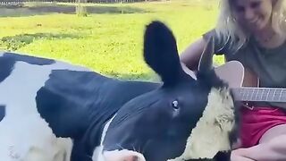 Cow listens to music
