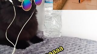 DJ MIX CATS