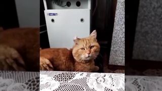 Кот поёт с хозяином песню.