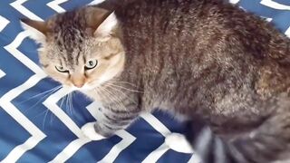 Сборник котиков и собачек 