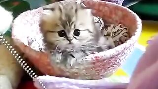 Смешной котёнок