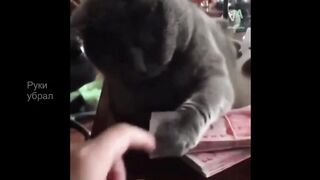 Кошки и деньги