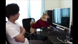 Baby and animals are playing together