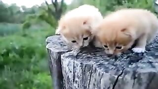 Смешные котята