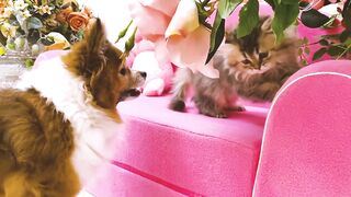 Tiny Kitten Boldly scares off dog
