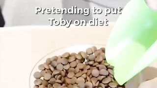 Funny Boston Terrier - Best Of The 2021 Funny Dog Videos - TRY NOT TO LAUGH!
