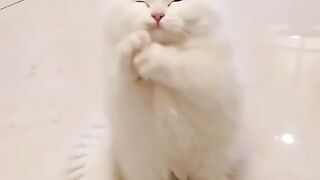 Cute Kitten - Best Of The 2021 Funny Cat Videos - TRY NOT TO LAUGH!