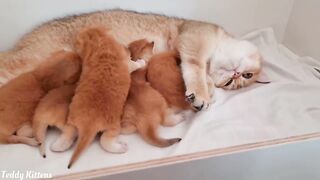 Кошка очень любит своих первых новорожденных котят