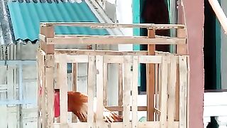 UNIQUE ROOSTER CROWS VERY LONG