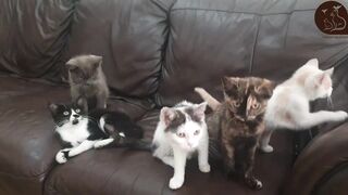 cute & funny cats#03