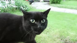 Another amazing video of cats and kittens meowing to annoy your cats and dogs.  Puppies & Babies & Kitties OH MY! New videos all the time!