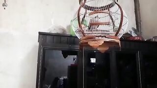 NICE AND SPECIAL BIRD CAGE