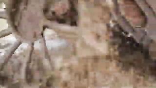 Very funny videos