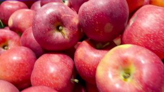 A for apple| cat video| dog video|abcd|alphabet a to z|