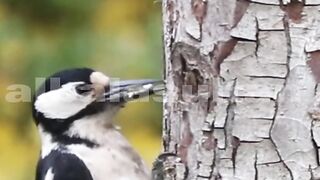 Birds video