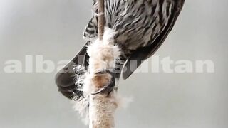 Birds video