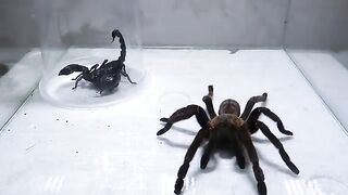 Poison Snake Scorpion Tarantula Centipede