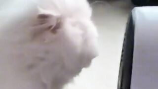 Funnycats