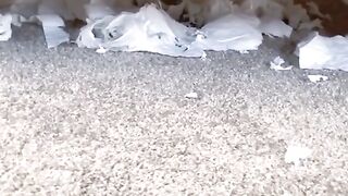 Funnyvideos