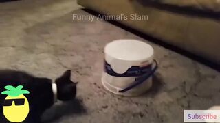Funny Animal Videos 2023 ???? - Funniest Cats and Dogs Videos ????????
