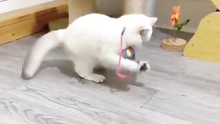Funniest cats