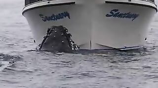 This_Humpback Whale Checks Out the Whale Watching_Boat