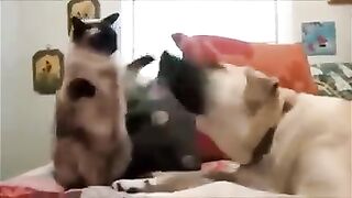 Funny Cats Vs Dogs Fighter Best Funny Cat vs Funny Dog