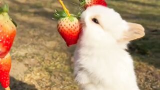 beautiful rabbit ????????????????????????????????