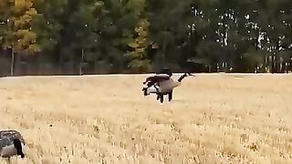 # dog catch the duck