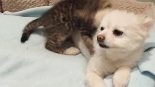 Rescued Kitten Loves To Play Tug Of War With Patient Dog's Ears