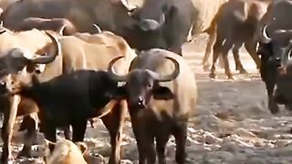 lions hunting  wild buffalo
