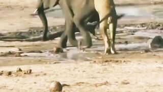 lion hunted baby elephant