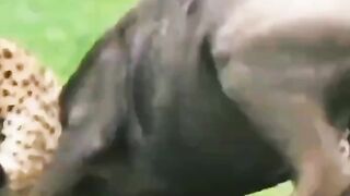 two leopards hunted the wild buffalo