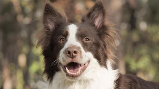 Mixkit-smiling-dog-1552-medium.