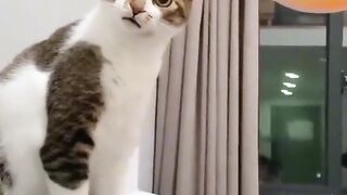 Crazy cat ????????