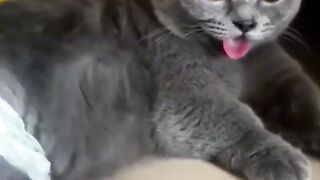 Beautiful cat video ????