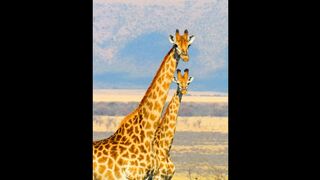 GIRAFFE Music