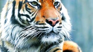 Tiger আমর বঘর সথ বস চ খই