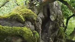 Каменицкая липа  одно из самых необычных деревьев в Чехии.