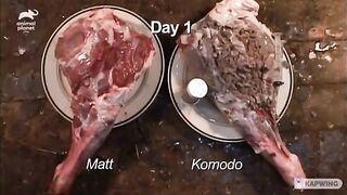 The consequences of a bite on a piece of meat by a human and a Komodo dragon.
