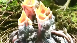 Baby Birds Shocking Poop Secret