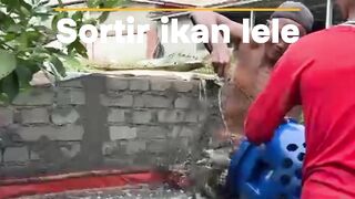 Kapan waktu sortir ikan lele