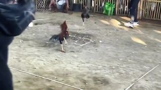 DAFTAR BOSPLAY AGEN TARUHAN TERBESAR SABUNG AYAM ONLINE AMAN DAN TERPERCAYA 35