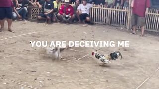 DAFTAR BOSPLAY AGEN TARUHAN TERBESAR SABUNG AYAM ONLINE AMAN DAN TERPERCAYA 36