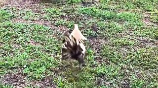 DAFTAR BOSPLAY AGEN TARUHAN TERBESAR SABUNG AYAM ONLINE AMAN DAN TERPERCAYA 38