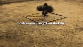 DAFTAR BOSPLAY AGEN TARUHAN TERBESAR SABUNG AYAM ONLINE AMAN DAN TERPERCAYA 40