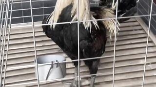 DAFTAR BOSPLAY AGEN TARUHAN TERBESAR SABUNG AYAM ONLINE AMAN DAN TERPERCAYA 42
